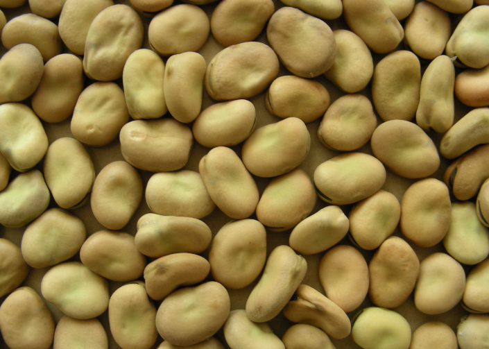 Broad Beans